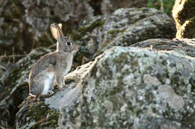 Conejo de monte sobre una roca en una zona de monte mediterráneo (foto: Alfonso Roldán).