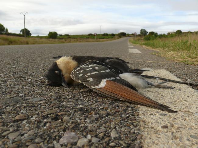 Ejemplar juvenil de críalo atropellado en una carretera del sur de la provincia de Burgos (foto: Jacinto Román).