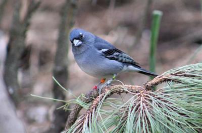 Ejemplar de pinzón azul de Gran Canaria (foto: Alejandro Delgado).