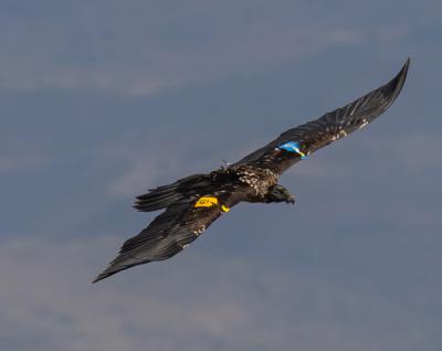 Ejemplar juvenil de quebrantahuesos que ha sido objeto de reintroducción y porta marcas alares y emisor GPS (foto: Fundación para la Conservación del Quebrantahuesos).