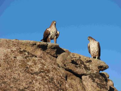 Pareja reproductora de águila perdicera o de Bonelli de la Comunidad de Madrid sobre una roca. Ambos ejemplares han sido reintroducidos (foto: Juan José Iglesias / Grefa).
