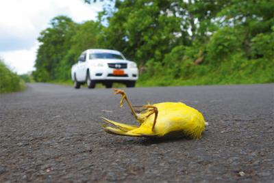 Reinita de manglar de Galápagos atropellada en la carretera de la Isla de Santa Cruz, en Galápagos (foto: Antonio Román Muñoz).