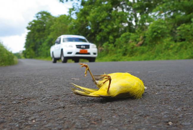 Reinita de manglar de Galápagos atropellada en la carretera de la Isla de Santa Cruz, en Galápagos (foto: Antonio Román Muñoz).