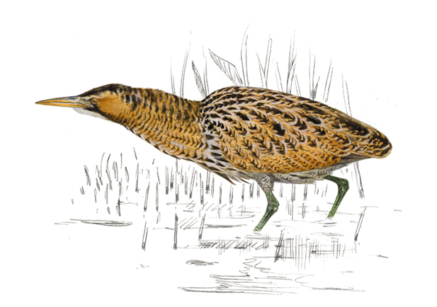 Avetoro común. Dibujo de Juan Varela en 'Guía de Aves de SEO/ BirdLife'.