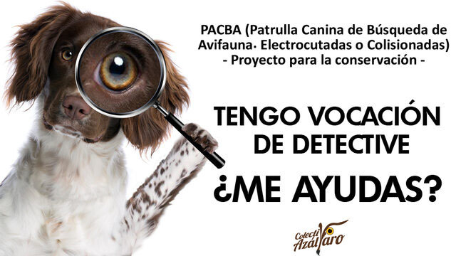 Echa una mano al Colectivo Azálvaro y su patrulla canina para la búsqueda de aves víctimas de tendidos