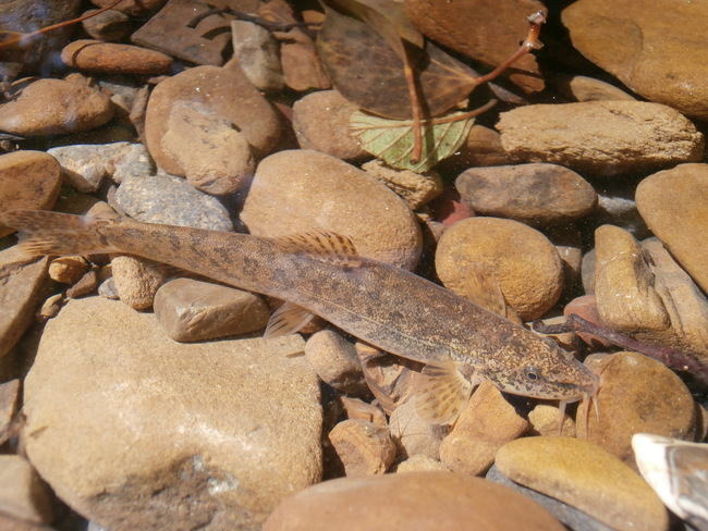 El lobo de río o locha de río (Barbatula quignardi) es una de nuestras especies de peces autóctonos que aparece en la Carta Piscícola Española (foto: Iván Vedia).