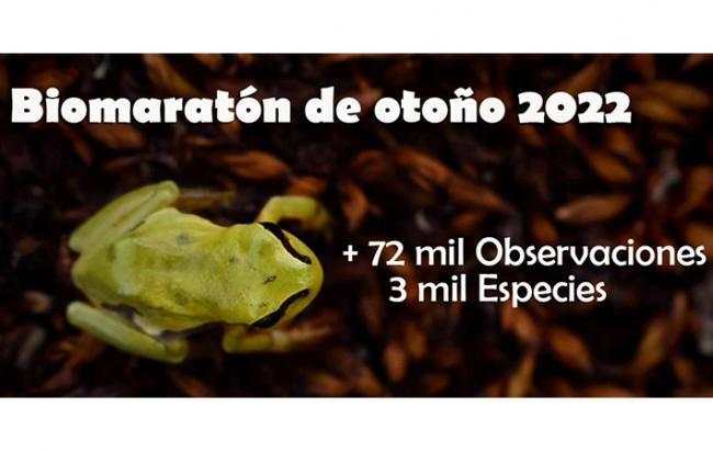 Gran resultado del Biomaratón de otoño 2022: más de 70.000 observaciones