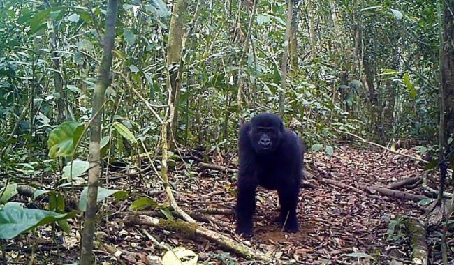 Ejemplar joven de gorila en una imagen de fototrampeo en el Bosque de Ebo (foto por cortesía de San Diego Zoo Global).