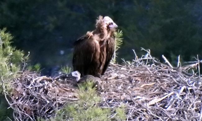 Hembra de buitre negro con su pollo nacido en 2020 en la reserva prepirenaica de Boumort. Foto: PRBNC.