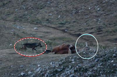 Uno de los encuentros nocturnos entre buitres leonados y lobos alrededor del cadáver de un caballo.