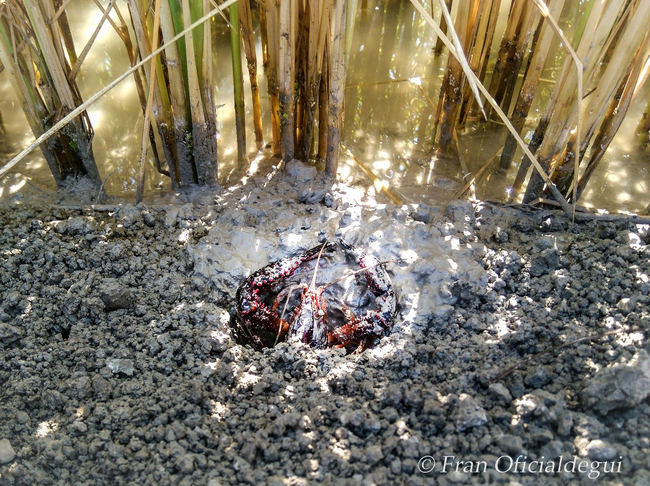 Cangrejo rojo en la orilla de un humedal (foto: Fran Oficialdegui).