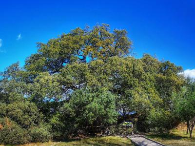 La carrasca milenaria de Lecina (Lecina-Barcabo, Huesca) obtuvo los premios "Árbol del año en España 2021" y "Árbol del año en Europa 2021". Foto: Arboleuropeo.es