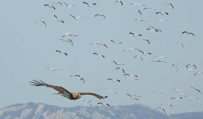 Un águila culebrera vuela en medio de un bando de cigüeñas blancas en migración por el Estrecho.