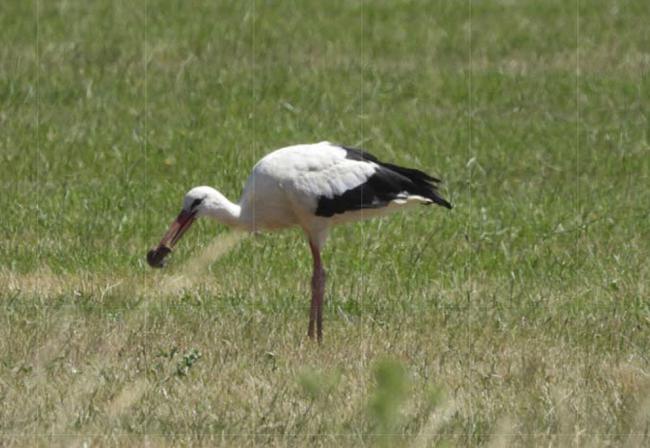 Cigüeña blanca en Bercimuel (Segovia). Foto: Juan José Escribano Ródenas.