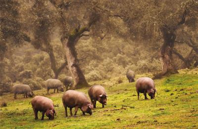 Cerdos ibéricos comen bellotas en una dehesa de encinas (foto: José Arcos / Shutterstock).