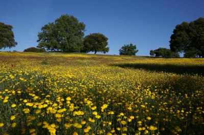 Paisaje adehesado en Campo de Azaba (Salamanca), en el ámbito del Oeste Ibérico.