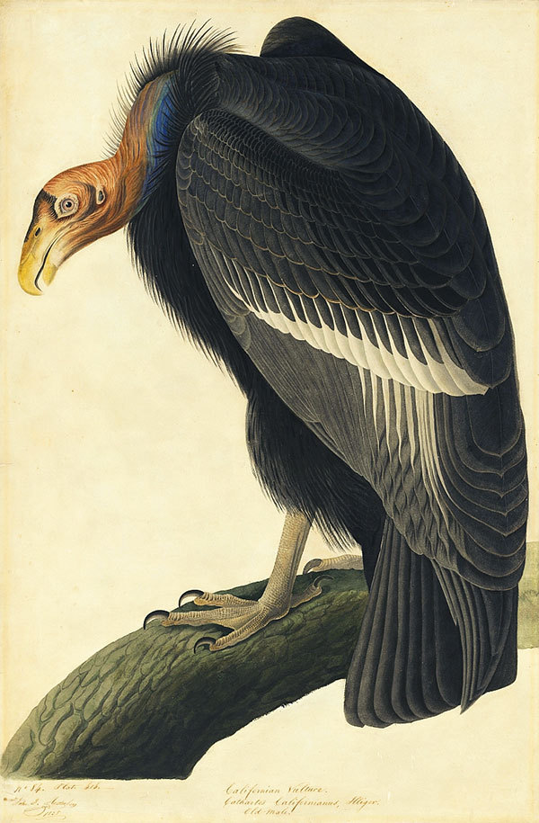 Cóndor de California. Lámina de John James Audubon (1785-1851).