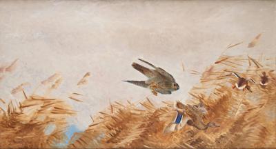 Un halcón peregrino ataca a una hembra de ánade real. Lámina de Bruno Liljefors (Suecia, 1860-1939).