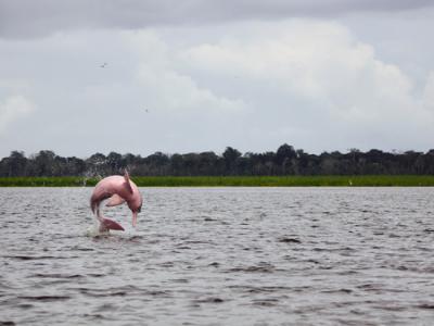 Un delfín rosado o boto salta fuera del agua (foto: Marina Gaona).