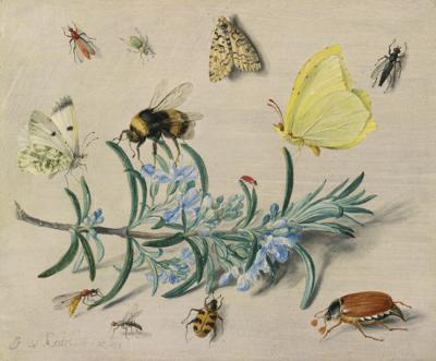Insectos polinizadores en las flores de un romero. Dibujo: Jan van Kessel el Viejo.