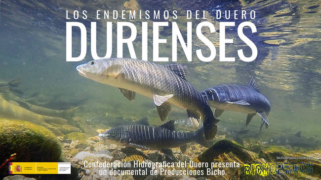 La CHD presenta 'Durienses: Los endemismos del Duero'