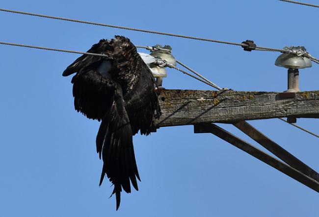 La cigüeña negra electrocutada, en el momento en que fue encontrada por los miembros de Ansar en la provincia de Zaragoza.