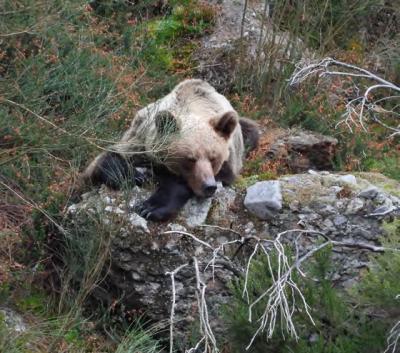 Oso pardo de la población cantábrica (foto FOP).