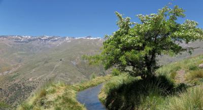 Las acequias tradicionales de careo de Sierra Nevada, empleadas para guiar el agua del deshielo y destinarla a regar cultivos, irrigar pastos o surtir fuentes, son un ejemplo de soluciones basadas en la naturaleza (foto: José Miguel Barea).