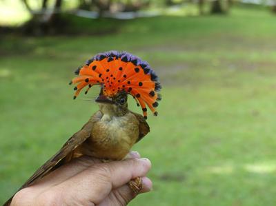 El mosquero real (Onychorhynchus coronatus) es un habitante de pequeños claros y riberas de arroyos en bosque cerrado. Un ejemplar de esta especie fue capturado en una zona ajardinada de la Reserva Pacuare (Costa Rica) durante el estudio (foto: Mario Díaz).