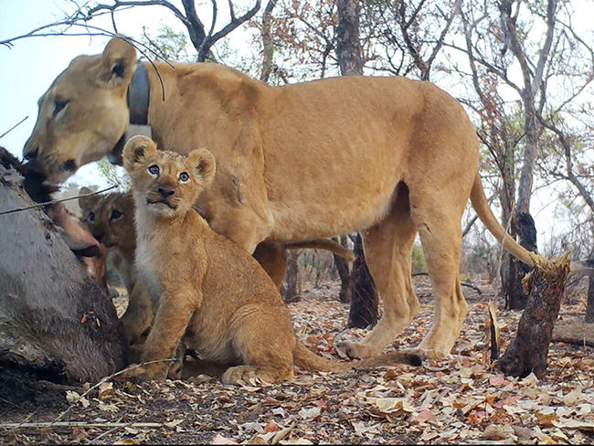 'Florence' con sus cachorros en el Parque Nacional Niokolo Koba (Senegal). Foto: Panthera / DPN / Everatt.