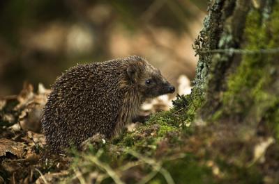 Ejemplar de erizo europeo en el bosque Emmerdennen, en la zona de Emmen (Países Bajos). Foto: Hrald / Wikicommons.