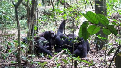 Grupo de chimpancés en su hábitat natural (foto: GAP/PGS-España).