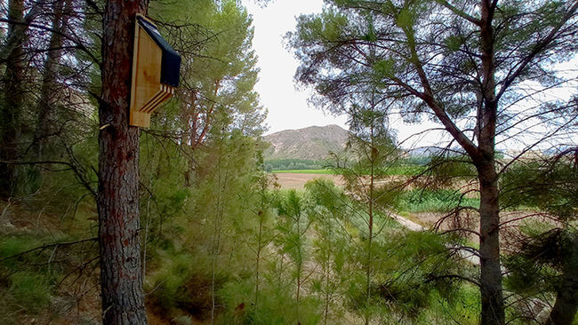 Ejemplo de refugio artificial para diversas especies de quirópteros en una zona boscosa de Hellín (Albacete).
