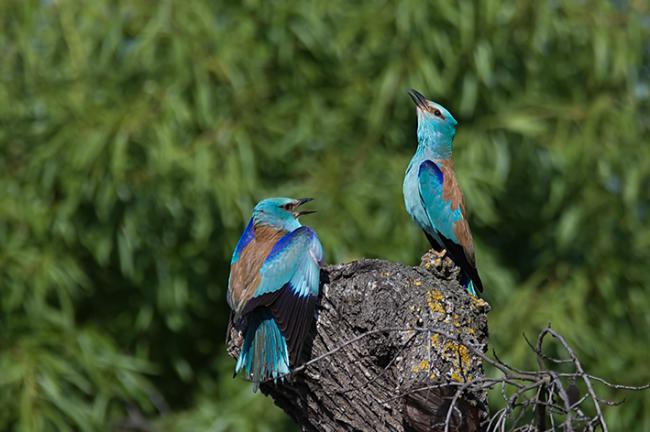 Pareja de carracas europeas posada sobre el tocón de un árbol (foto: Xavier Riera).