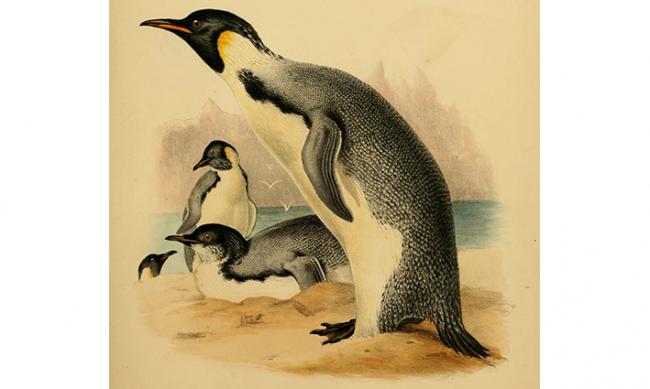 Ejemplares de pingüimo emperador en su hábitat (lámina de G.R. Gray).