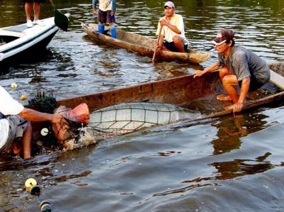 Miembros de una comunidad local con un paiche (Arapaima gigas) recién capturado en la Reserva Nacional Pacaya – Samiria, en la Amazonia peruana.