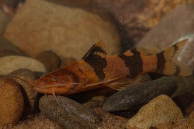 Este ejemplar de siluro abejorro (género Microglanis) es una de las probables especies nuevas para la ciencia encontrada en el Madidi.