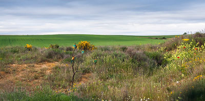 Este grupo de abejarucos ha sido fotografiado desde el hide instalado en el coto fotográfico de Gordoncillo (León).