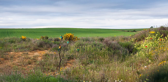 Este grupo de abejarucos ha sido fotografiado desde el hide instalado en el coto fotográfico de Gordoncillo (León).