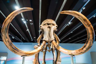 Vista frontal del cráneo del fósil del mamut lanudo de la exposición.