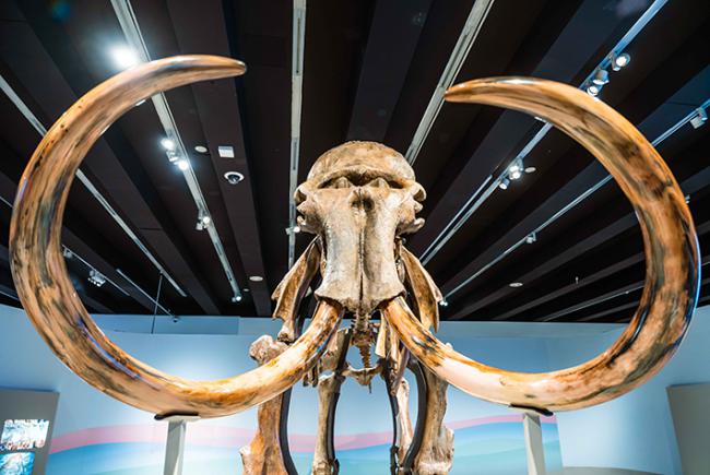 Vista frontal del cráneo del fósil del mamut lanudo de la exposición.