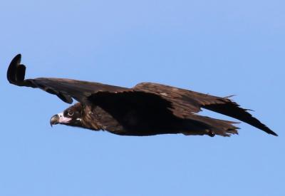 Preciosa estampa de un buitre negro en vuelo.