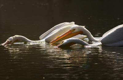 Ejemplares de pelícano blanco americano (Pelecanus erythrorhynchos).