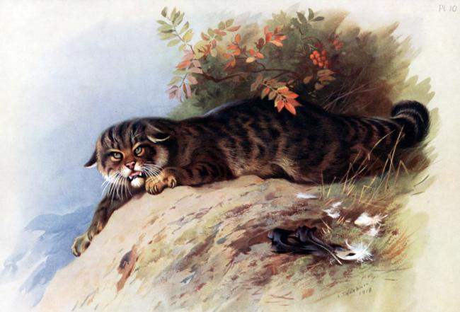 Gato montés. Lámina de Archibald Thorburn (1860-1935).