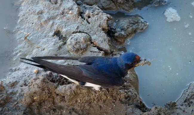 Una golondrina coge barro para construir su nido (foto:SEO / BirdLife).