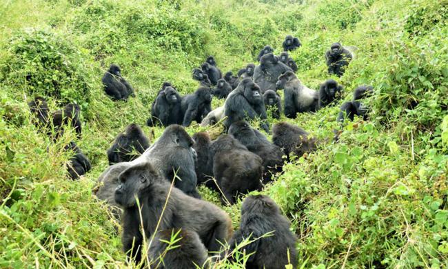 Un grupo de gorilas de montaña descansa en un claro del bosque.