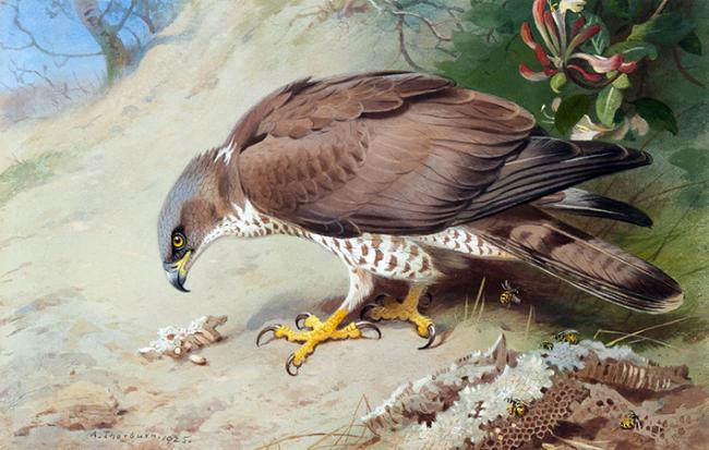Abejero europeo, también llamado halcón abejero. Lámina de Archibald Thorburn (1860-1935).