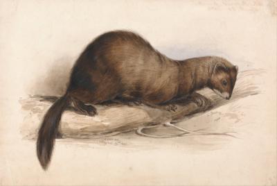 Hembra de turón. Lámina de Edward Lear (1812-1888).