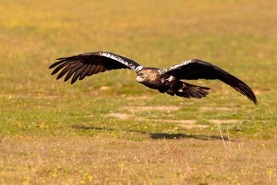 Águila imperial ibérica en vuelo rasante en una zona esteparia.