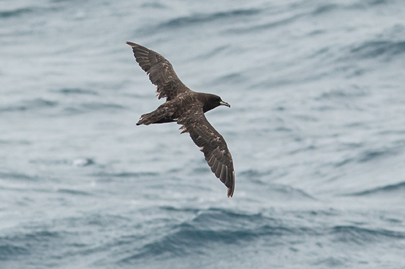 Petrel de mentón blanco (Procellaria aequinoctialis) localizado a unos 200 kilómetros de la costa occidental de Irlanda en septiembre de 2021 (foto: Francisco Baldó).